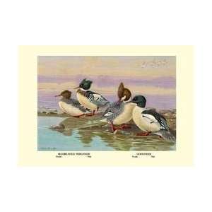  Red Breasted Merganser and Goosander 20x30 poster