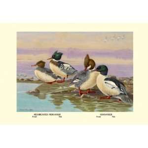 Red Breasted Merganser and Goosander 28X42 Canvas 