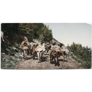    Reprint Colorado. Pack Train on Mountain Road 1904