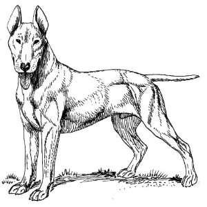   inch x 4 inch Line Drawing Bull Terrier 