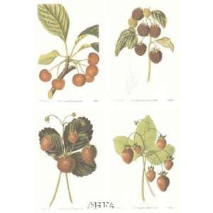    Berries (Set of Four) by Withers watts 7x12
