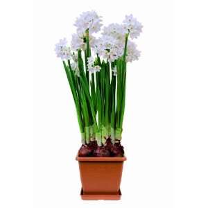  Paperwhite Ziva Potted Narcissus Kit Patio, Lawn & Garden