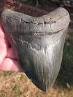 32 MEGALODON SHARK Tooth Fossil Teeth SCUBA MEG SC