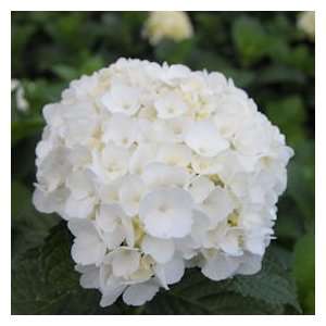 Hydrangea White 40 Flowers Grocery & Gourmet Food