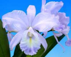 SEA BREEZE FELLRATHS PRIDE ~BLUE~ CATTLEYA Orchid Plant  