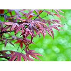  Hilleri Japanese Maple   Bonsai or Outdoors   Acer Patio 