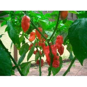 Pepper HOT Bhut Jolokia Great Heirloom Vegetable 10 Seeds 