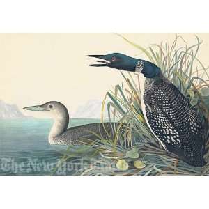  Great Northern Diver or Loone, Plate 306