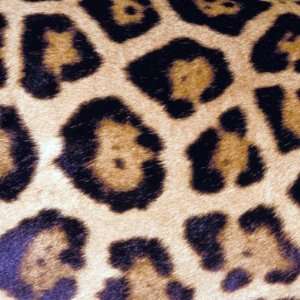 Leopard Print Big Cat Real Fur Pattern Coaster: Office 