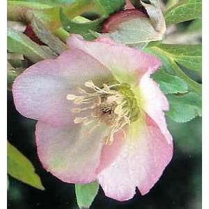  LENTON ROSE PINK LADY / 1 gallon Potted Patio, Lawn 
