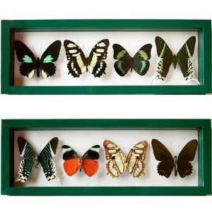 Real Green Butterfly Art with Four Species Mounted and Framed in Two 