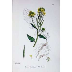  Botany Plants C1902 Wild Mustard Brassica Sinapistrum 