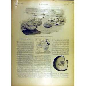    1895 Coral Barrier Reef Pearls Australia Map Print