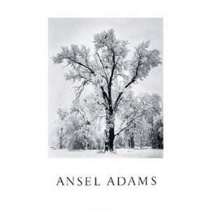  Ansel Adams   Oak Tree, Snowstorm Embossed Authorized 