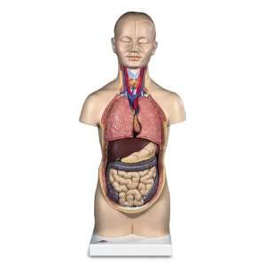  Anatomical Mini Human Torso 12 Part: Health & Personal 