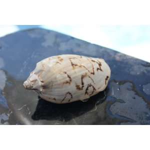 Seashell Magnet #8   Coastal Decor