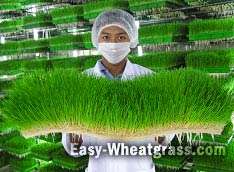   Pha max Organic Wheatgrass Powder, INS 100% Natural Wheat Grass Juice