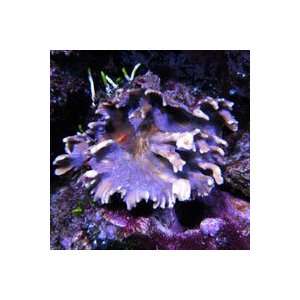    Pectinia sp. Lavender and Green Spiny Cup Coral