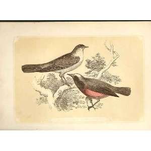  Nightingale & Redstart 1860 Coloured Engraving Birds