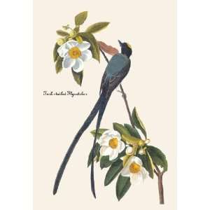 Exclusive By Buyenlarge Fork Tailed Flycatcher 20x30 poster:  