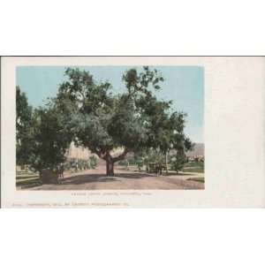  Reprint Pasadena CA   Orange Grove Avenue 1900 1909