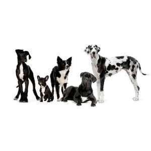  Group of Dogs   Peel and Stick Wall Decal by Wallmonkeys 
