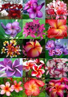 Plumeria/Frangipani/Flowers/Plants/Mixed/ 50 seeds  