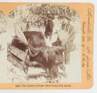 ANTIQUE STEREOVIEW CARD MOOSE HUNTER 1899 REAL PHOTO  