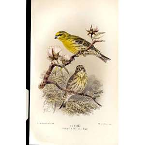  Serin Lilford Birds 1885 97 By J G Keulemans