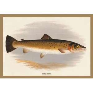  Exclusive By Buyenlarge Bull Trout 12x18 Giclee on canvas 