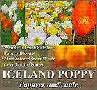 BULK~ ICELAND POPPY Flower Seeds   Papaver nudicaule ~~