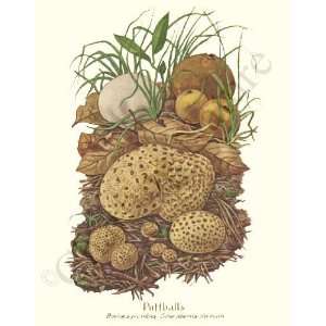  Botanical Mushroom Print Puffballs   Bovista plumbea 