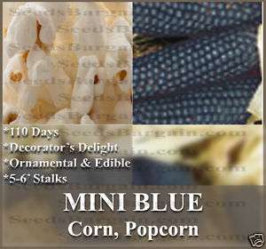 Corn seeds   MINI BLUE POPCORN   DECORATIVE & RARE*WOW~  