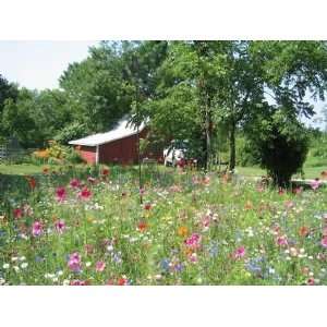  One Pound Wildflower Mix Patio, Lawn & Garden