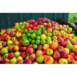 Bushel Orchard Select Fruit   Apples Gift Basket/Box from Organic 
