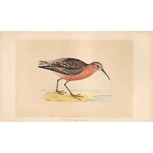 Curlew Sandpiper British Birds 1St Ed Morris 1851 