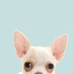  Good Dog Peel & Stick Accent Chihuahua