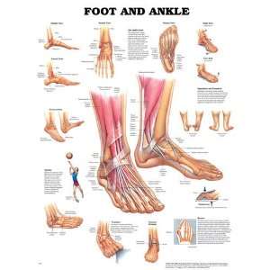  `The Foot & Ankle Chart: Health & Personal Care