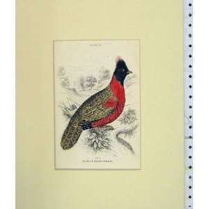  1835 Hand Colour Tragopan Melanocephalus Bird Plate 27 