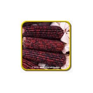  1 Oz Ornamental Corn Seeds   Ruby Red Bulk Vegetable 