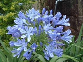   of THE NILE 15 seeds   Agapanthus africanus Great Perennial  