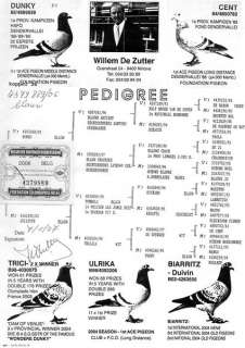Verkauf von Klasse Tauben in Niedersachsen   Salzgitter  Vögel 
