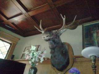 Genuine Moose Head Trophy Mount on Plaque   10 point  