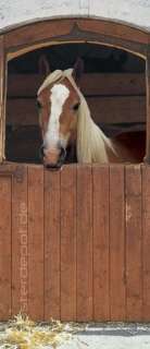 Fototapete Türtapete Pferd im Stall Horse Box Reiten  