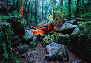 Fototapete RETRO Mystisches Feuer Regen Wald Neuseeland  