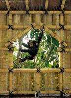 NATIONAL GEOGRAPHIC MURAL TREE HOUSE; MONKEY  