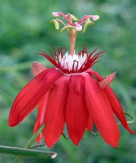Scarlet Flame Passion Flower   Passiflora   Indoors/Out  