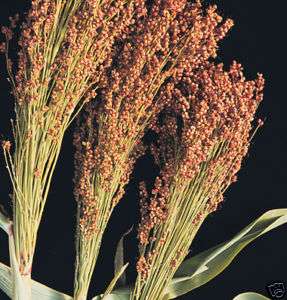 Broom Corn, Red 50 Seeds *Ornamental & Bird Food*  