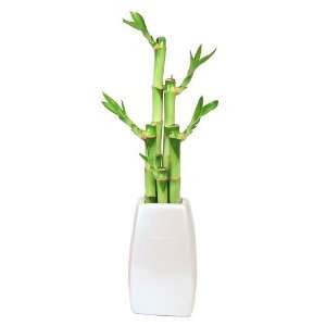  Lucky Bamboo Plant Arrangment, 5 Stalks, Elegant Vase 
