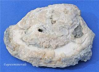 Calcite Clam Rucks Pit Ft. Drum Florida Fossil  